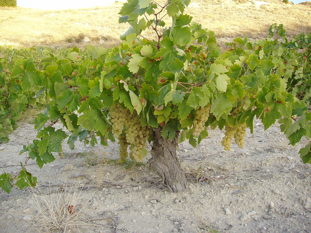 Airén: La reina de la variedad de uva blanca en los viñedos españoles 1 Airen_vine_Spain
