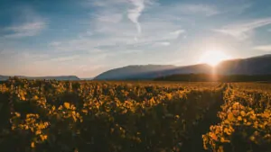 Quesos y vinos exclusivos se unen en Baltanás: una experiencia de sabor inigualable