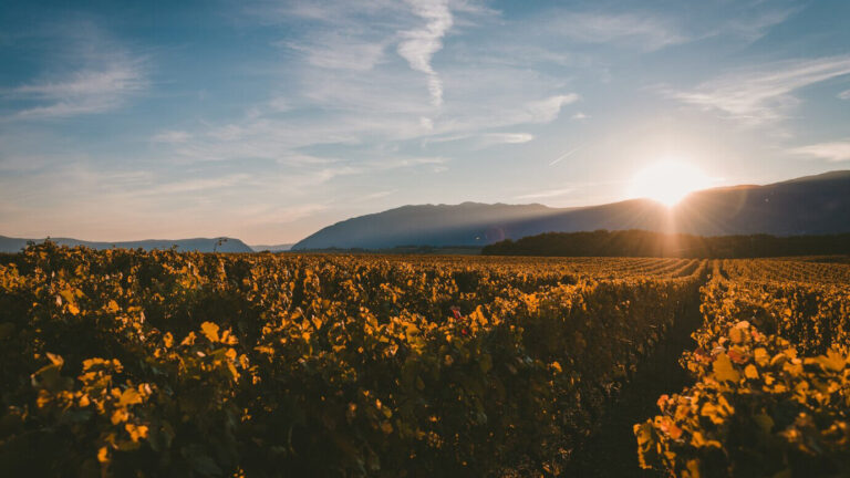 Galicia: la mejor experiencia vinícola de España que no puedes dejar pasar 15 1730360399 vino 39