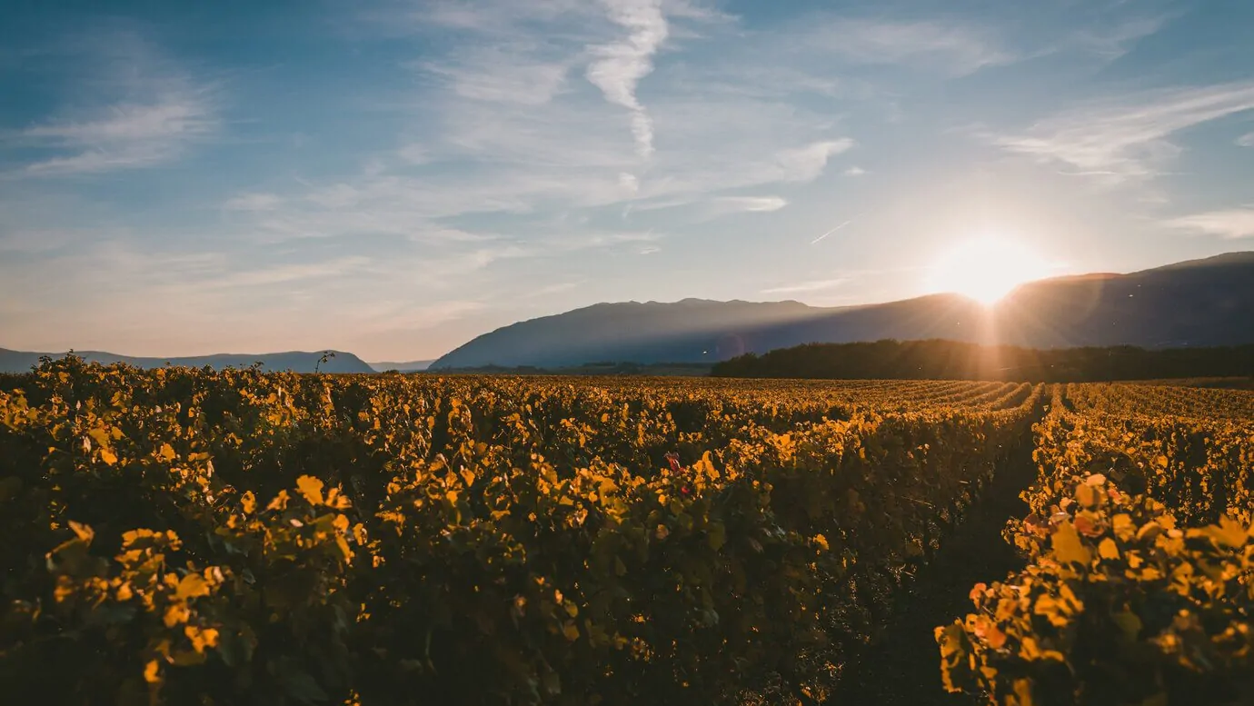 Quesos y vinos exclusivos se unen en Baltanás: una experiencia de sabor inigualable