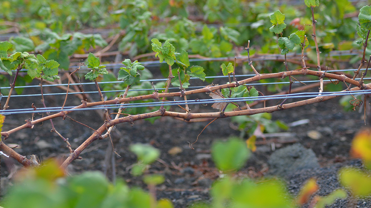 Agroseguro indemniza con 148.000€ a viticultores canarios por daños de calor 1 Agroseguro abona 148000 euros a viticultores canarios por danos en