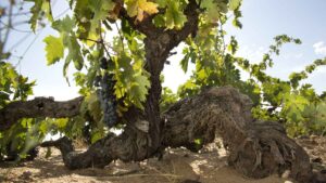 Conoce a los cuatro magnificos de Toro bodegas destacadas en