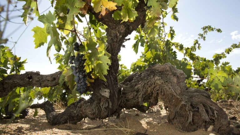 Conoce a los cuatro magnificos de Toro bodegas destacadas en
