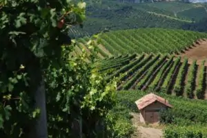 Consorcio Barbera d’Asti lanza NoviAgri, IA para combatir enfermedades en viñedos