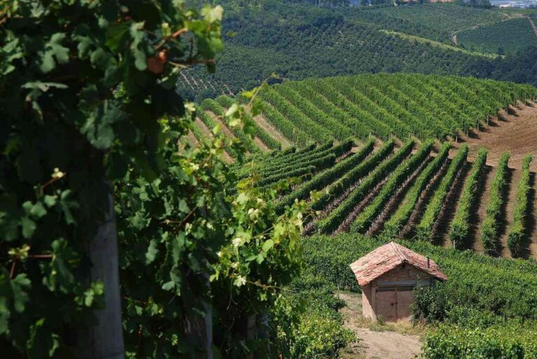 Consorcio Barbera dAsti lanza NoviAgri IA para combatir enfermedades en