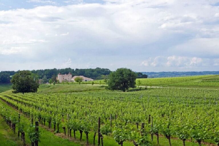 Crisis económica reduce en 4% la superficie de viñedos Bordeaux Aoc para 2023 18 Crisis economica reduce en 4 la superficie de vinedos Bordeaux