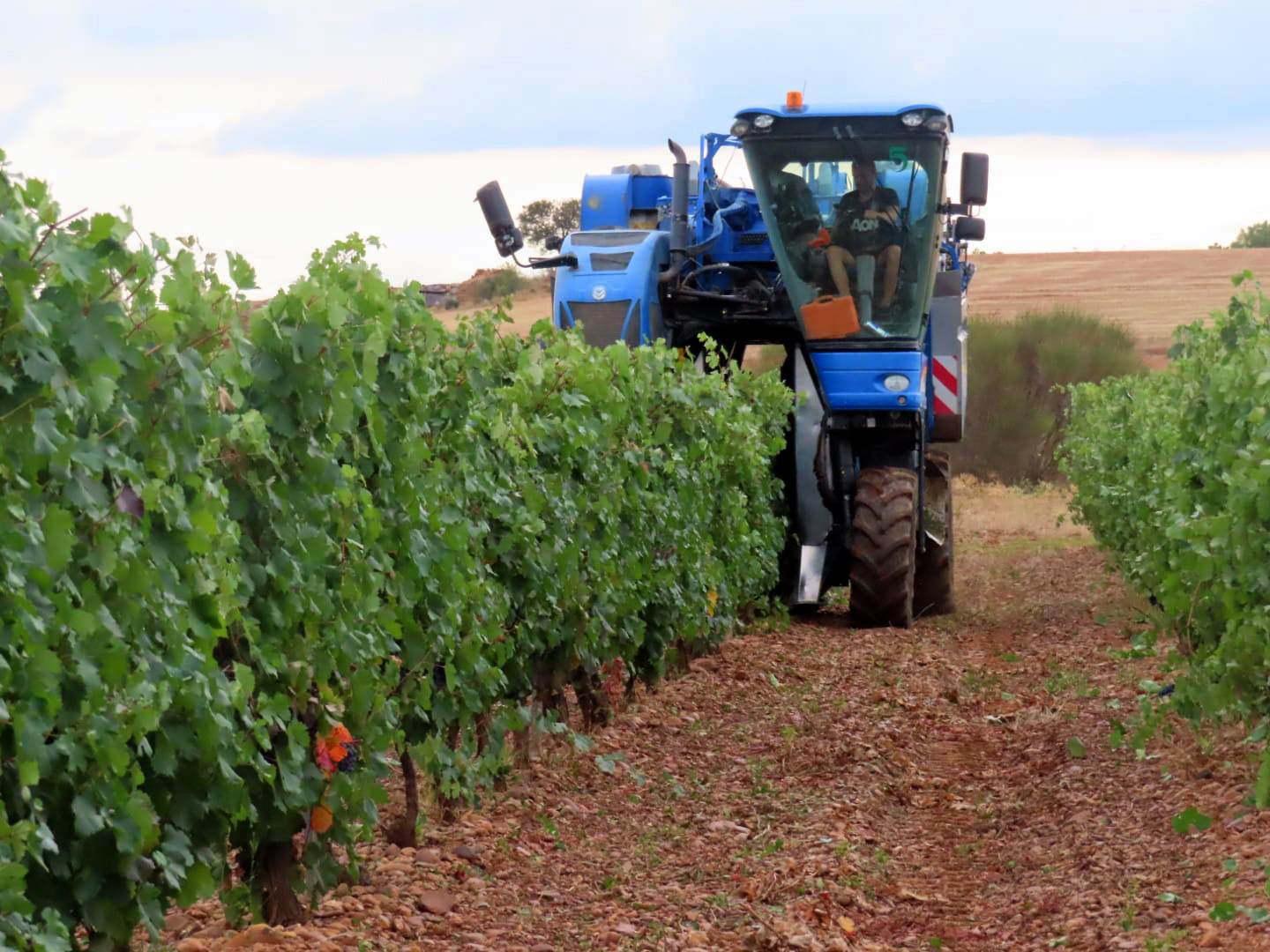 Variedad Prieto Picudo lidera producción de vino con 2,3 millones kilos en 2023 1 DO Leon recoge mas de tres millones de kilos de