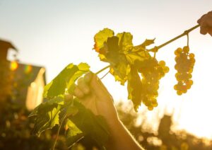 Descubre Protos Verdejo 2023 el vino que refleja la esencia