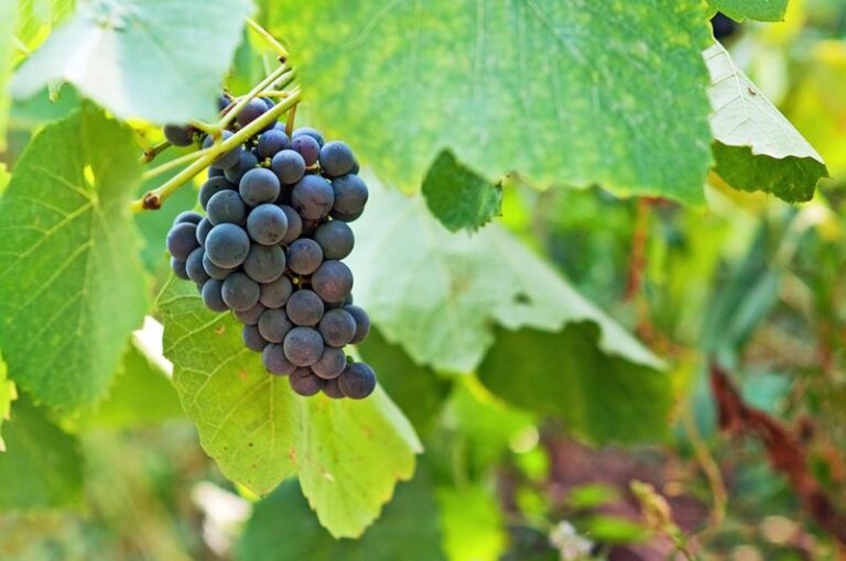 Cariñena o Carignan: una guía completa sobre esta uva mediterránea 21 Descubre cuantas uvas pueden caber en una botella