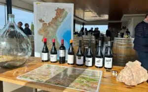 Descubriendo las uvas ancestrales que están redefiniendo el futuro vinícola de Valencia con Vinos DO