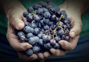 Desvelando los autenticos secretos que determinan la calidad del vino