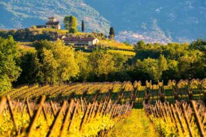 Franciacorta aumenta su facturacion en un 23 y lanza nueva