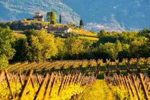 Franciacorta aumenta su facturación en un 2,3% y lanza nueva identidad de marca