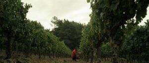 Valdeorras y sus godellos destacan en el reconocido blog gastronómico El Comidista 7 Godellos de Valdeorras conquistan paladares exigentes segun el blog El