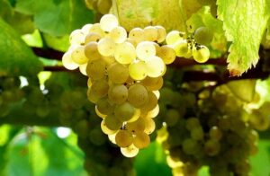 Mejora vitivinicola en Galicia clones resistentes de Albarino y Godello