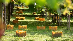 Produccion limitada y venta por cupos impulsa demanda en mercados