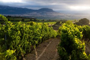 Rioja mantiene su posición de liderazgo en el vino a pesar de la caída del 5% en la comercialización en un convulso 2023 para el sector 8 Rioja mantiene su posicion de liderazgo en el vino a