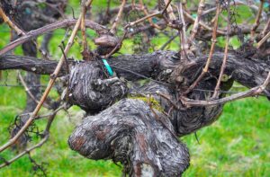 Sector vitivinicola del Penedes Barcelona busca soluciones a la sequia