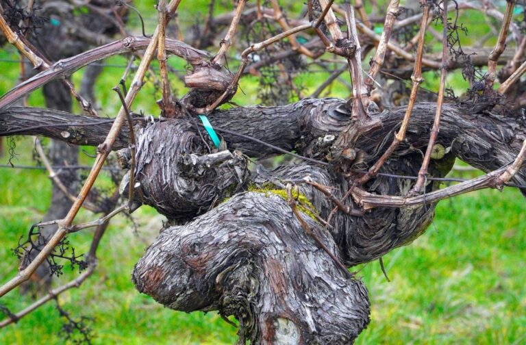 Sector vitivinícola del Penedés, Barcelona, busca soluciones a la sequía 21 Sector vitivinicola del Penedes Barcelona busca soluciones a la sequia