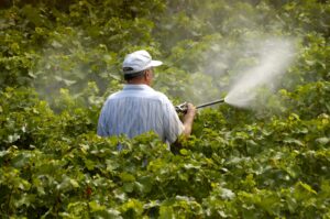 Tecnicas preventivas contra las maladies mas comunes en vinedos espanoles
