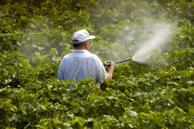 Tecnicas preventivas contra las maladies mas comunes en vinedos espanoles