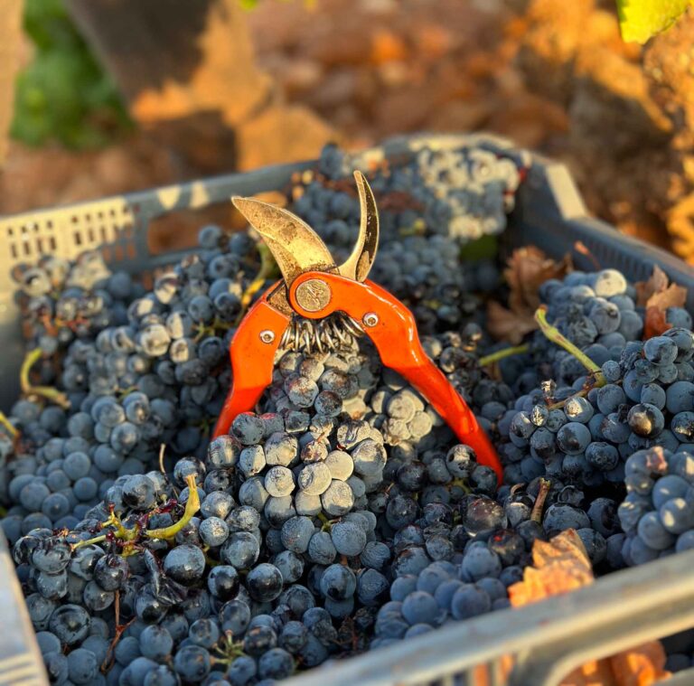 Vendimia 2023 adelantada en Almansa uvas tintas en excelente estado