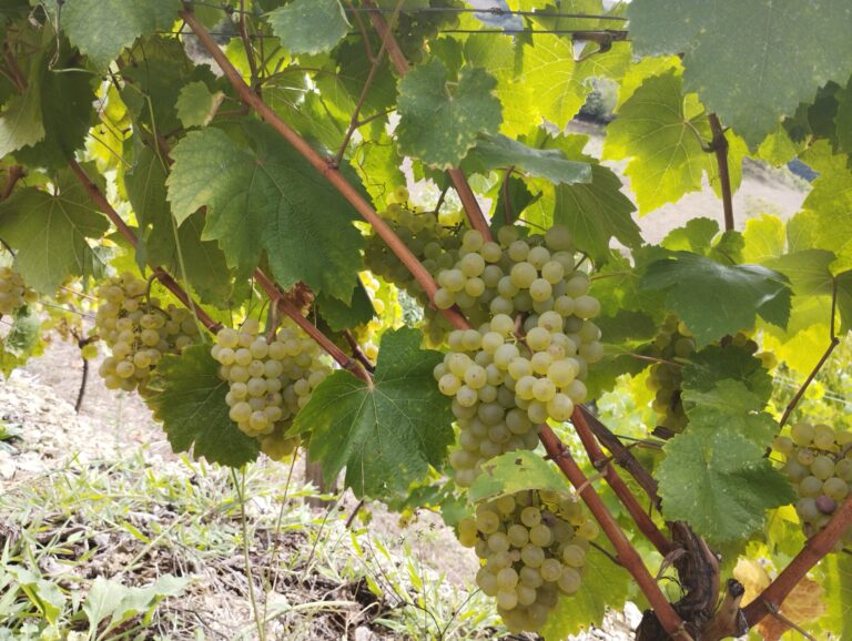 Récord de producción en la vendimia 2023 de la DOP Cangas con 231.780kg 40 Vendimia de 2023 en Cangas bate record con 231780 kg