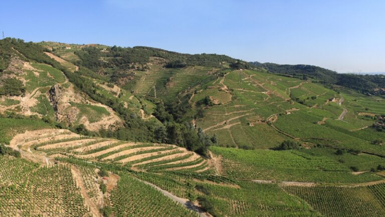 Vincent Paris, bodeguero francés que privilegia la calidad en sus vinos de Cornas 50 Vincent Paris bodeguero frances que privilegia la calidad en sus