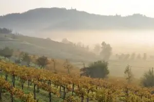 Alto Piemonte y Gran Monferrato, Ciudad Europea del Vino 2024, por 9 meses