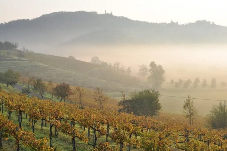 Alto Piemonte y Gran Monferrato, Ciudad Europea del Vino 2024, por 9 meses 29 Alto Piemonte y Gran Monferrato Ciudad Europea del Vino 2024