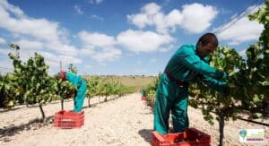 Bodegas Luzón renueva compromiso medioambiental con certificado SWfCP 6 Bodegas Luzon renueva compromiso medioambiental con certificado SWfCP