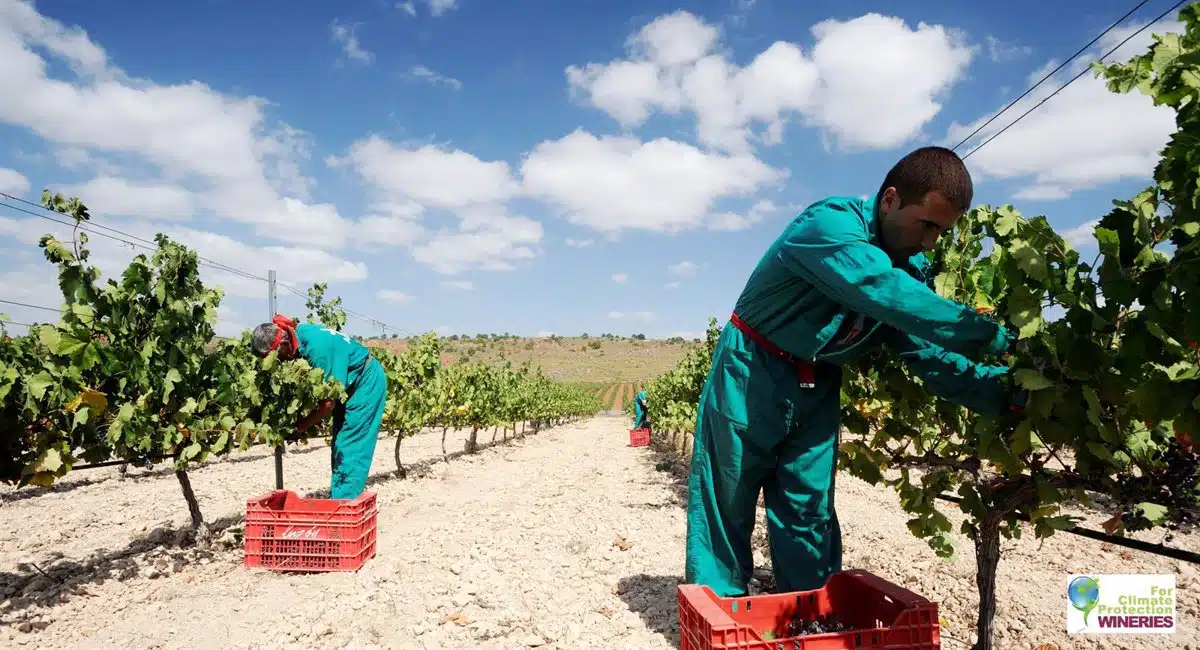 Bodegas Luzón renueva compromiso medioambiental con certificado SWfCP 1 Bodegas Luzón renueva compromiso medioambiental con certificado SWfCP