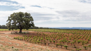 Bodegas Nodus primera en Valencia con los sellos SWfCP y