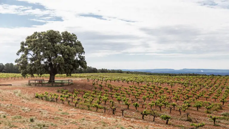 Bodegas-Nodus-primera-en-Valencia-con-los-sellos-SWfCP-y.jpg