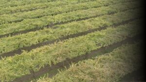 Bodegas Rias Baixas apuestan por sostenibilidad y colaboracion para mantener