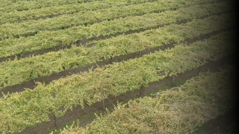 Bodegas Rías Baixas apuestan por sostenibilidad y colaboración para mantener su vitalidad 2 Bodegas Rias Baixas apuestan por sostenibilidad y colaboracion para mantener