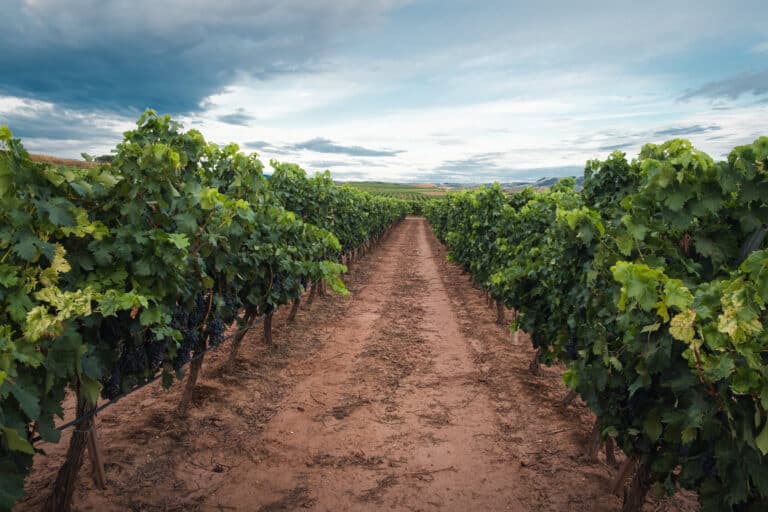 Ahora Castilla-La Mancha cuenta con una nueva Denominación de Origen Protegida vínica 58 Castilla La Mancha cuenta con una nueva Denominacion de Origen Protegida vinica