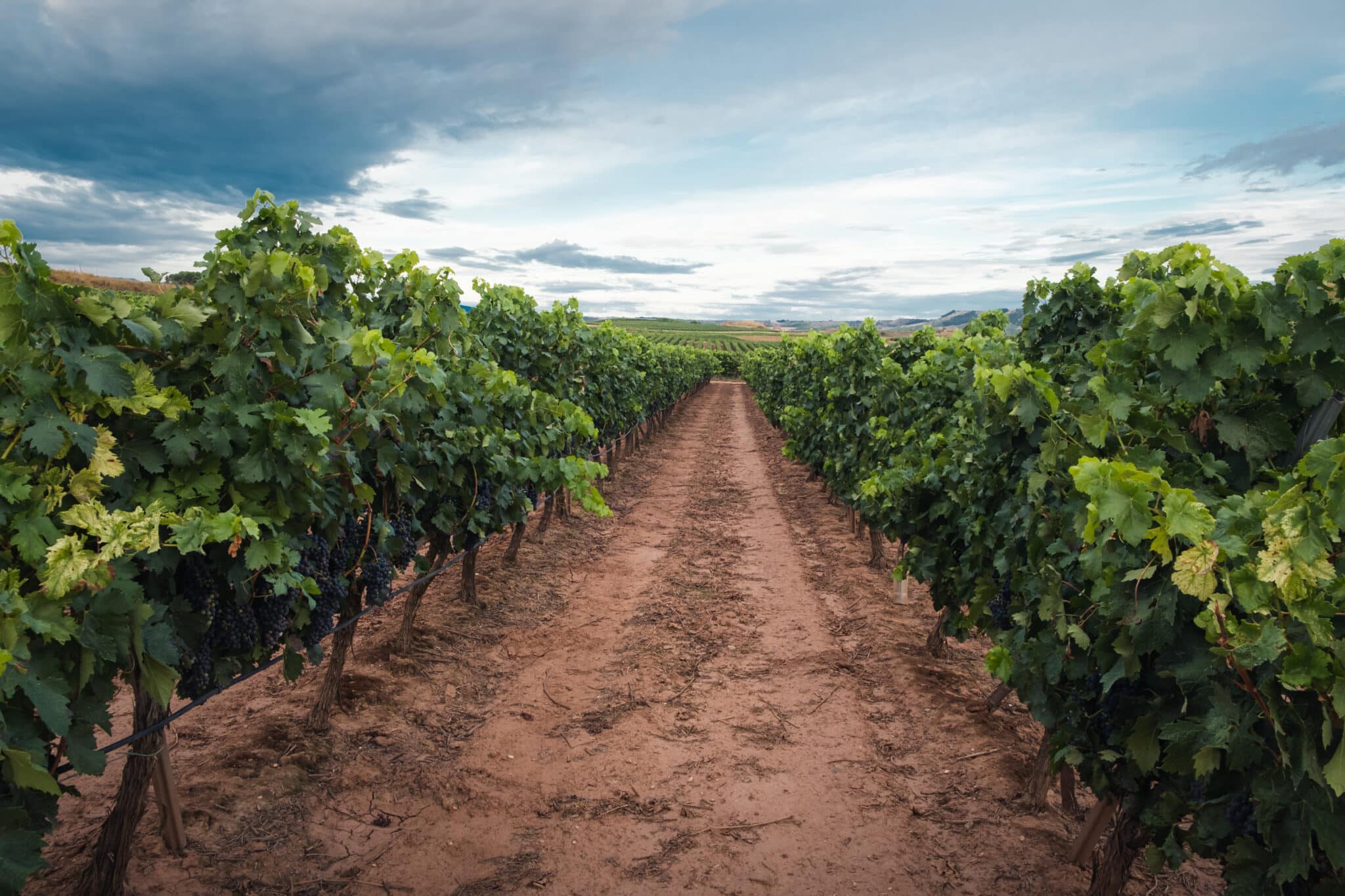 Ahora Castilla-La Mancha cuenta con una nueva Denominación de Origen Protegida vínica 1 Castilla La Mancha cuenta con una nueva Denominacion de Origen Protegida vinica scaled