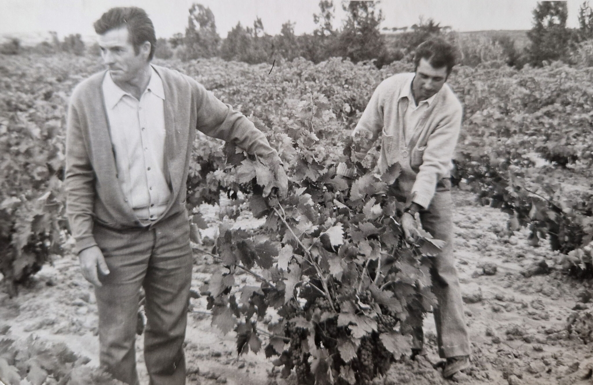César Salón, referente en agricultura y pionero en viñedos de Sinarcas 1 Cesar Salon referente en agricultura y pionero en vinedos de scaled