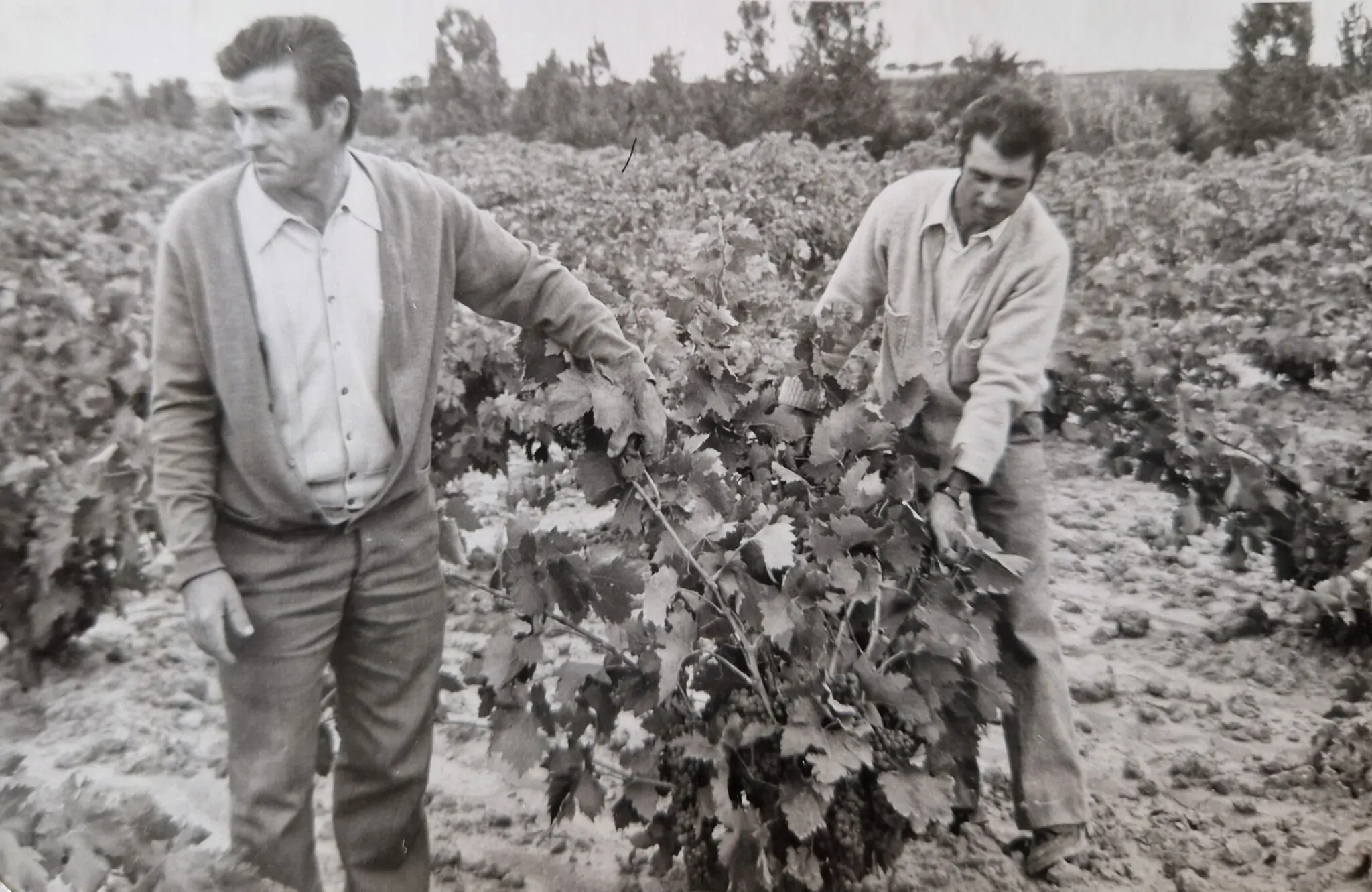 César Salón, referente en agricultura y pionero en viñedos de Sinarcas 1 César Salón, referente en agricultura y pionero en viñedos de Sinarcas