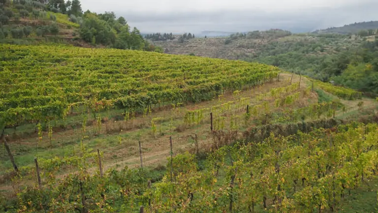 Chianti Classico se divide en 11 unidades geográficas adicionales desde 2022