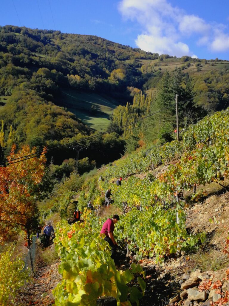 Cierre de vendimia 2022 en DOP Cangas: producción de 87.735 kg de uva 35 Cierre de vendimia 2022 en DOP Cangas produccion de 87735