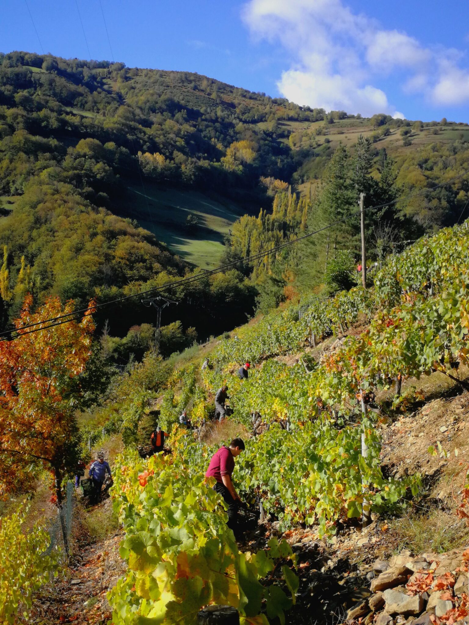 Cierre de vendimia 2022 en DOP Cangas: producción de 87.735 kg de uva 1 Cierre de vendimia 2022 en DOP Cangas produccion de 87735 scaled