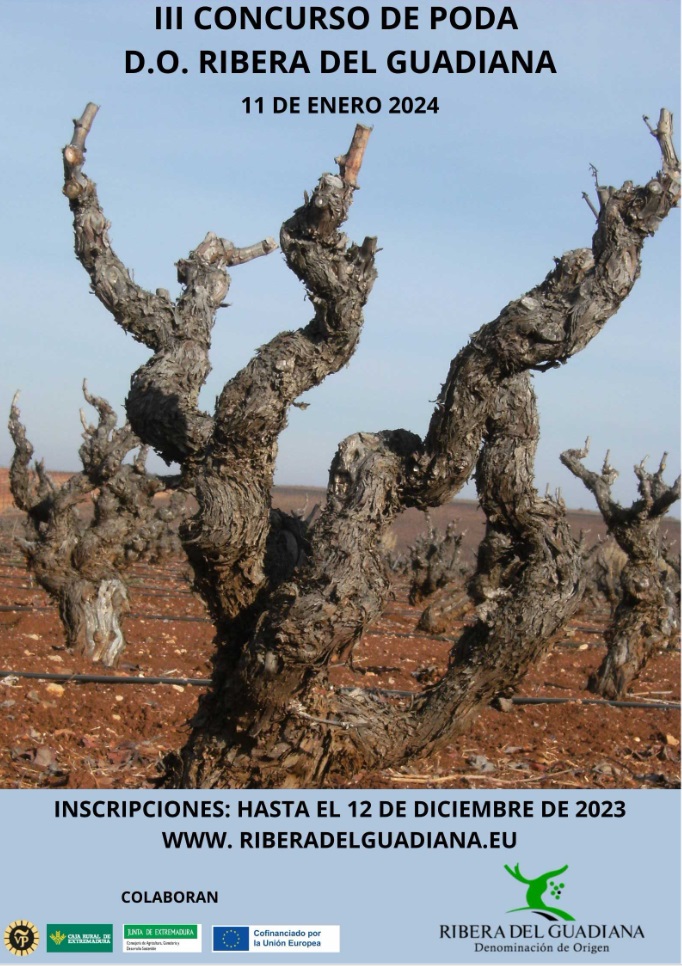 Ribera del Guadiana convoca a viticultores al III Concurso de Poda 2023 4 Concurso destaca talento en vinedos bajo Denominacion de Origen Ribera