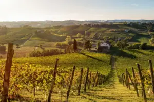 Curtis Frasca y Matteo Gerbi, la dupla que apuesta por los vinos Barbera en Italia