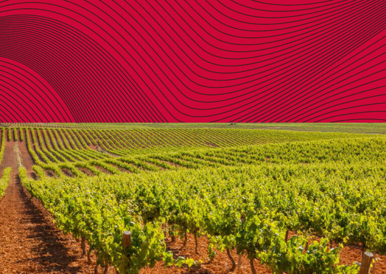 Denominación de Origen Utiel-Requena renueva diseño de contraetiquetas en sus vinos 55 DO Utiel Requena presenta su innovador diseno de contraetiquetas que simula