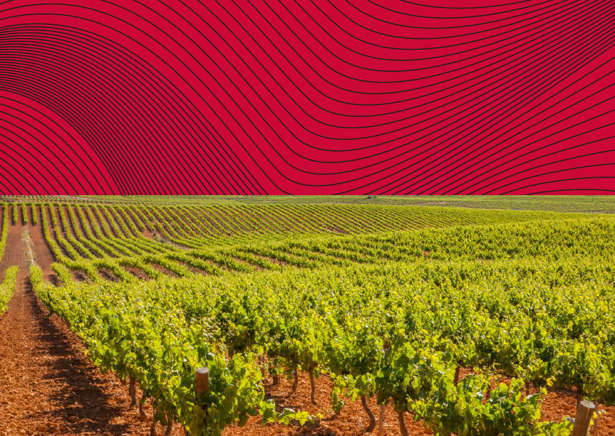 Denominación de Origen Utiel-Requena renueva diseño de contraetiquetas en sus vinos 1 DO Utiel Requena presenta su innovador diseno de contraetiquetas que simula