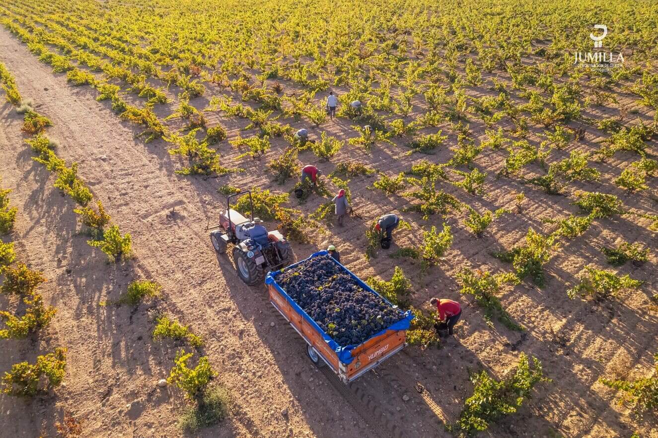 DOP Jumilla logra 53,6 millones de kilos de uva y prevé vinos de excelente calidad 1 DOP Jumilla logra 536 millones de kilos de uva 70