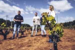 Descubre los mejores vinos de Utiel Requena para disfrutar esta primavera