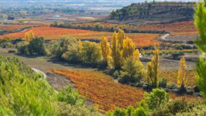 Descubren viura unica que redefine la historia del vinedo en